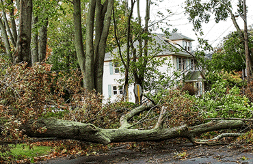 fallen tree after a hurricane storm